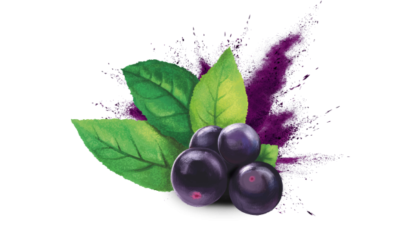 01-maquiberry_1280px.576x0 01 - True Herbal Health