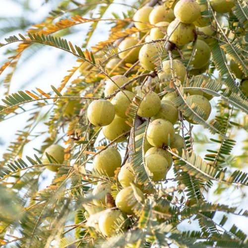 1 1 - True Herbal Health