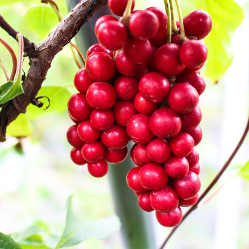 3 3 - True Herbal Health
