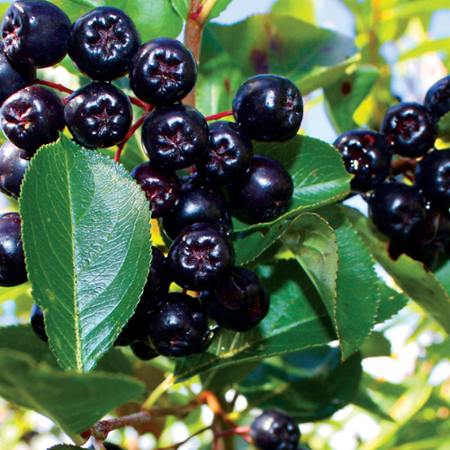 4 4 - True Herbal Health