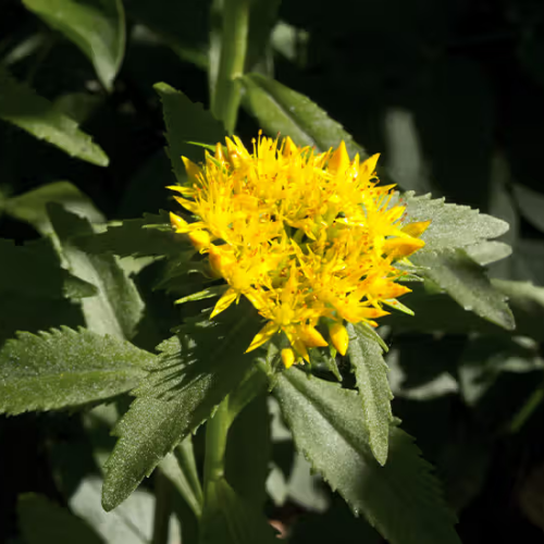 5 5 - True Herbal Health